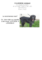 Chien trouvé à Lérigneux