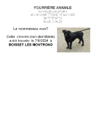 Chien trouvé à Boisset les Montrond