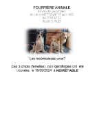 Chien trouvé à Noirétable