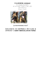 Chien trouvé à St Marcellin en Forez