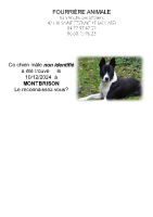 Chien trouvé à Montbrison