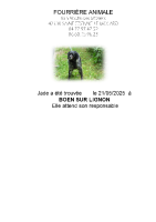 Chien trouvé à Boen-sur-Lignon