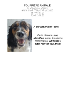 Chien trouvé à Arthun/Ste Foy