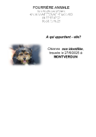 Chien trouvé à Montverdun