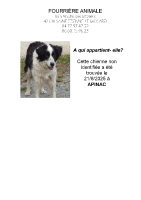 Chien trouvé à Apinac