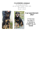 Chiens trouvés à L’Hopital-le-Grand