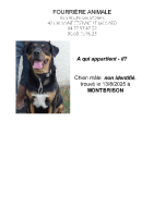 Chien trouvé à Montbrison