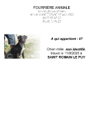 Chien trouvé à St Romain le Puy