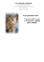 Chien trouvé à Boen-sur-Lignon