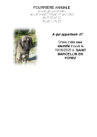 Chien trouvé à St Marcellin-en-Forez