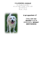 Chien trouvé à Moingt – Montbrison