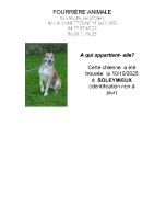 Chien trouvé à Soleymieux